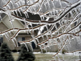 Close View of Tree Branches After Ice Storm Photographie par Dennis Macdonald