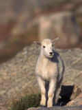 Baby Mountain Goat, Oreamos Americanus, CO Photographic Print by D. Robert Franz