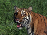 Bengal Tiger, Panthera Tigris, Endangered Species Photographic Print by D. Robert Franz
