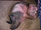 Pig with Nursing Piglets Photographie par Tony Ruta