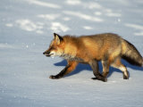 Red Fox On Snow, Vulpes Fulva, Mt Lámina fotográfica por Robert Franz Red Fox On Snow, Vulpes Fulva, Mt Lámina fotográfica por Robert Franz