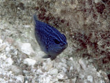 Blue Fish Photographic Print by Lee Peterson