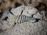 Baja Rock Lizard (Petrosaurus Thalassinus) Photographic Print by Ernest Manewal