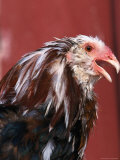 Spangled Russian Orloff Rooster Fotografie-Druck von Lynn M. Stone