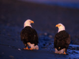 Bald Eagles, Haliaeetus Leucocephalus, AK Photographic Print by Robert Franz