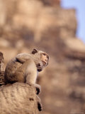 Monkey, Prang Sam Yot, Lopburi, Thailand Reprodukcja zdjęcia autor Frank Staub Monkey, Prang Sam Yot, Lopburi, Thailand Reprodukcja zdjęcia autor Frank Staub
