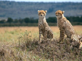 Cheetah Cubs, Masai Mara, Kenya Fotografisk trykk av Michele Burgess
