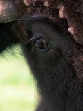 Close-up of American Bison Photographic Print by Donald Higgs