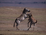 Burchell's Zebras Fighting, Tanzania Photographic Print by D. Robert Franz