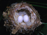 Hummingbirds Nest and Eggs Photographic Print by Dr. Luis De La Maza