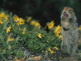 Arctic Ground Squirrel In Denali NP, Alaska Lámina fotográfica Arctic Ground Squirrel In Denali NP, Alaska Lámina fotográfica