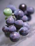 Grapes, Long Island, New York Photographie par John Glembin