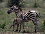 Burchell's Zebra Foal Nursing, Tanzania Photographic Print by Robert Franz