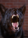 Ferocious Aggressive Dog Photographie par William Swartz
