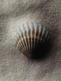 Scallop Shell in Sand Photographie par Howard Sokol