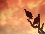 Silhouetted Vultures, Serra Dos Orgaos National Park, Brazil Photographic Print by Silvestre Machado