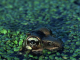 Frog in Duckweed Photographic Print by Kevin Leigh