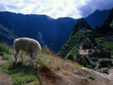 Inca Ruins of Machu Picchu, Llama, Peru Photographic Print by Shirley Vanderbilt