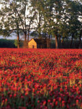Field of Crimson Clover Near Old House, OR Photographic Print by Donald Higgs