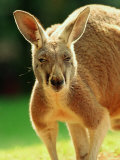 Australian Red Kangaroo Photographie par Peter Walton