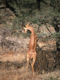 Gerenuk Feeding, Samburu, Kenya Photographic Print by Michele Burgess