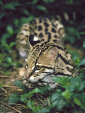 Ocelot Outdoors Photographie par David Davis