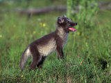 Arctic Fox Pup, Alopex Lagopus Photographic Print by D. Robert Franz