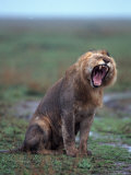 African Lion Yawning, Panthera Leo, Tanzania Photographic Print by D. Robert Franz
