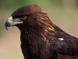 Golden Eagle (Aguila Chryseatoe), CA Photographic Print by Kyle Krause