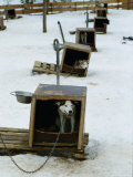 Dog Sled Tours, Karasjok Finn, Norway Photographic Print by Dan Gair
