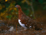Ptarmigan, Alaska State Bird, Denali Np in Autumn Lámina fotográfica por Hal Gage Ptarmigan, Alaska State Bird, Denali Np in Autumn Lámina fotográfica por Hal Gage
