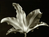 Plants, Leaves Photographic Print by Cheryl Clegg