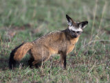 Bat-Eared Fox, Otcyon Megalotis, Tanzania Photographic Print by D. Robert Franz