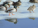 Mallard Ducks at Edge of Water in Snow Photographic Print by Tony Ruta