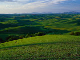 Champs au printemps, Palouse Country, est du Washington Photographie par Christopher Jacobson