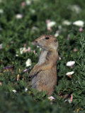 Robert Franz - Black-Tailed Prairie Dog, Cynomys Ludovicianus, CO - Fotografik Baskı