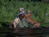 Bengal Tigers, Panthera Tigris, Endangered Species Photographic Print by Robert Franz