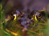 Green Frog Sitting in Grass, Bothell, WA Photographic Print by Jim Corwin