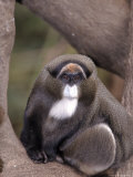 Debrazza's Monkey, Cercapithecus Neglectus Photographic Print by D. Robert Franz