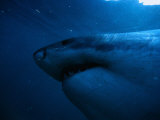 Great White Shark, South Africa Photographic Print by Stuart Westmoreland