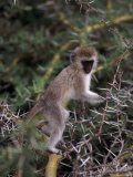Black-Faced Vervet Monkey, Tanzania Photographic Print by Robert Franz