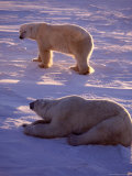 Polar Bears, Thalarctos Maritimus Photographic Print by D. Robert Franz