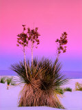 Pink Morning Sky with Yucca Fotografisk trykk av Russell Burden Pink Morning Sky with Yucca Fotografisk trykk av Russell Burden