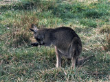 Kangaroo Licking its Paw, Australia Photographie