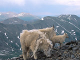 Mountain Goats, Western Wyoming Photographic Print by Bruce Clarke