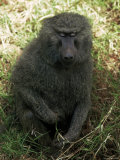 Olive Baboon Lámina fotográfica Olive Baboon Lámina fotográfica