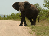 African Elephant, Kruger National Park Photographie par Keith Levit