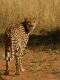 Cheetah, Nambia Africa Lámina fotográfica por Keith Levit