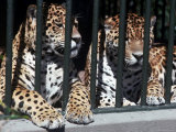 Two Jaguars Behind Bars in Cage at Zoo Photographic Print