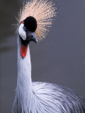 A Crowned Crane, Tanzania Photographic Print